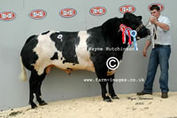 Annanwater Vince - 5500gns