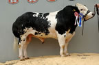 Brookfield Amos - 7000gns
