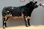 Auchenlay All There from R & M Paterson made 6200gns