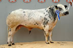 Oak Tree Acceptabull from J pedley, Kirkby Lonsdale made 5000gns