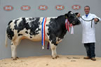 Luke Royal Tara from Mel & Diane Lucas, Co. Antrim, took the overall Championship at the Border Belgian Blue club sale at Carlisle and sold for 5200gns