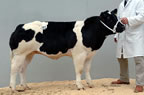 Annanwater Abbie a 6 month old heifer calf made 4500gns for BK Ryder, Moffat