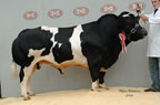 Widewath Vagabond make 6500gns