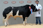 Senior Male Champion at the Border Belgian Blue club sale held at carlisle for Darren Russell, Co. Antrim, with Blue Rock Wakizashi Warrior