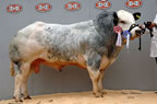Woodview Wayne from Andrew Craig, Co. Londonderry made 7000gns