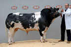 Stowbeck Wilson from Skirwith Hall Farms, Cumbria, made 6500gns