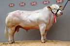 Carrock Warrior, 5000gns