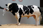 Wilodge Whatshisname, 5000gns