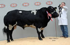 Henlli Wishmaster, which took the intermediate championship and went on to make 21,000gns