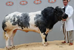 Annanwater Wiseguy from BK Ryder, Moffat made 8800gns