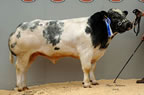 Glenrock Wrangler made 5200gns