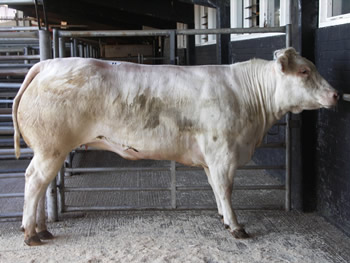 Champion Belgian Blue, a heifer shown by Mr J Crichton of Loughrigg, Egremont.