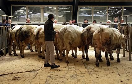 Owain Llyr judging the cow class