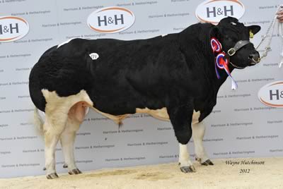 Bedgebury Flat Out - Overall Champion - 15,000gns