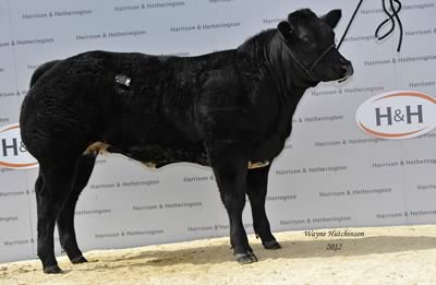 Bedgebury Glamourous - Top priced female - 6800gns