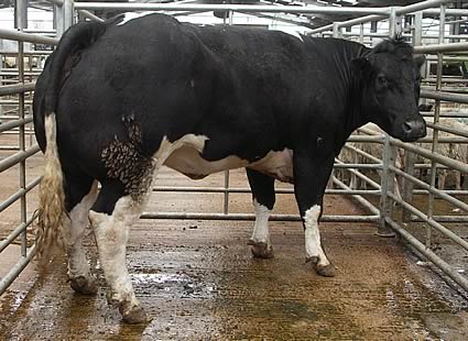 Reserve Champion from Sharplaw Farms