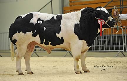 Almeley Giggs - 7000gns