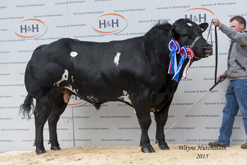 Gass Iron Man - Res Champion - 16,000gns.