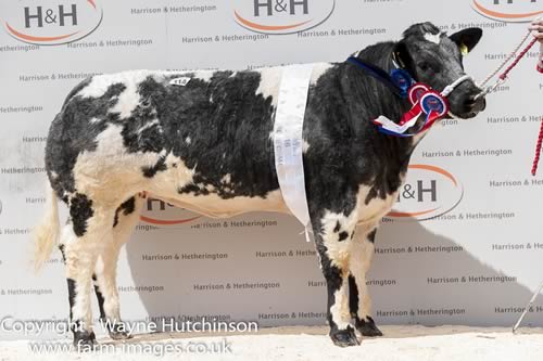 Droit Janelle - Female Champion and Res Overall - 6000gns