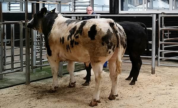 First prize heifer and overall champion