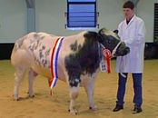 Male Champion - Carrock Patron ET