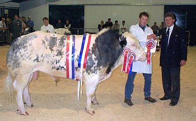 Brookfield Presley ET - Intermediate Male & Overall Champion