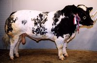 Tamhorn Ringmaster  topped the Sale Ring at 7,000gns