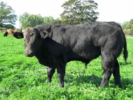 5 month old British Blue Calf out of a Red Cow