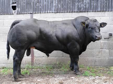 The same “experimental” 15month old bull as the picture above which killed at 525kilos and E2