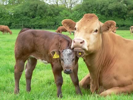 Elm House Red and British Blue Calf