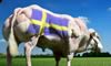 Swedish BB