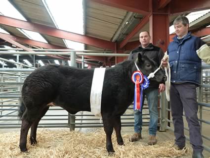 Champion Heifer & Reserve Supreme Champion which was a British Blue cross shown by Neil Marston of Millstone Moor, Cockermouth