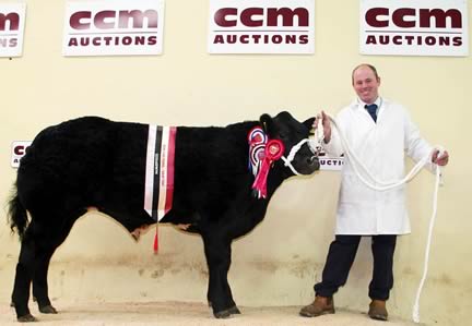 Ian Townson with his Craven Champions Day title-winning British Blue bullock