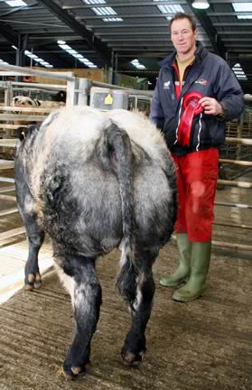 Andrew Bailey with his first prize store bullock