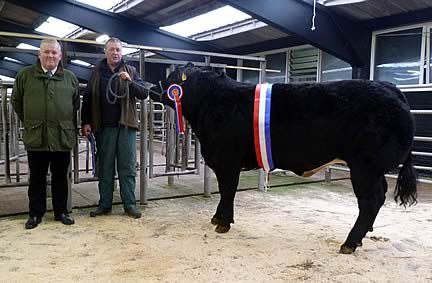 Champion – A British Blue x heifer from Brian Hall, Ainstable Hall, selling at £2142 (300p/kg)