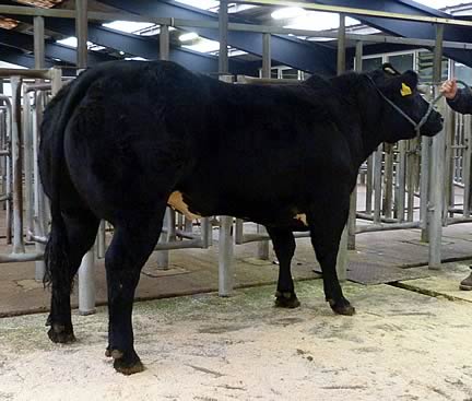 Reserve Champion also from Brian Hall, Ainstable Hall, selling at £1699.50 (257.5p/kg)