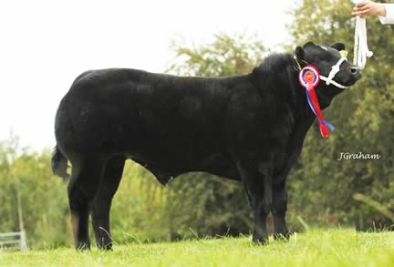 Champion British Blue & Reserve Supreme Champion Calf