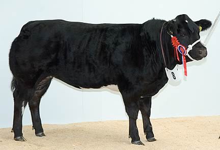 British Blue Cattle Society Perpetual Trophy winner