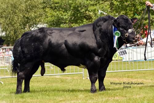 Tanat Halfpenny – Reserve Male Champion at the Royal Welsh Show