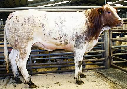 British Blue heifer from Jim Baines