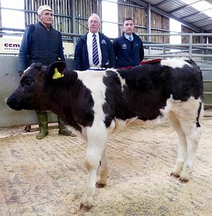 From left, exhibitor Richard Spence, Barry Lawson, of Cogent, and Phil Coleman, of Forfarmers, with the champion British Blue-cross heifer calf at Skipton.From left, exhibitor Richard Spence, Barry Lawson, of Cogent, and Phil Coleman, of Forfarmers, with the champion British Blue-cross heifer calf at Skipton.