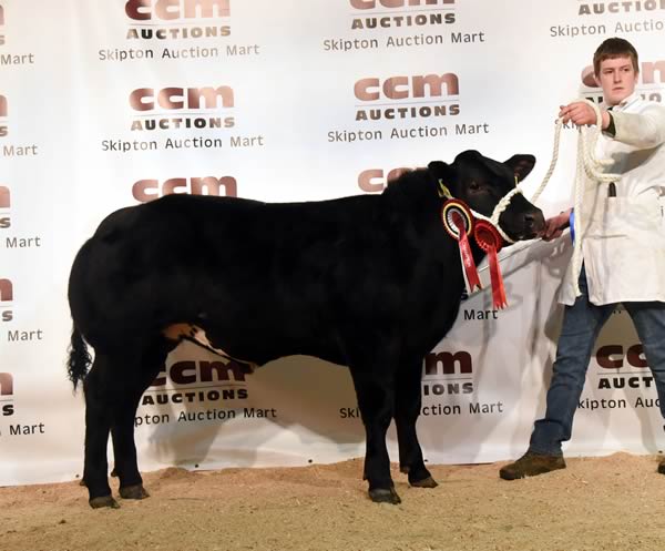 Rob Walker with the family’s 2017 Craven Champions reserve supreme champion bullock