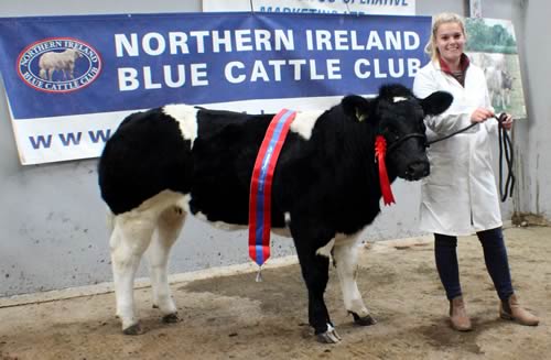 Champion was Springhill Noelle from J & S Martin, Newtownards and shown by Rebecca Adams