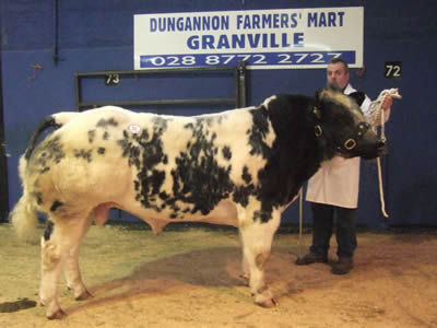 Faughanvale Champion from Oliver McGuinness, sold for 7,300gns
