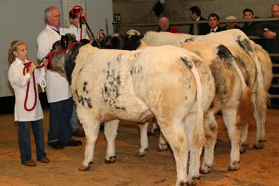 Cattle on show at Dungannon Farmers' Mart for the Northern Ireland Blue Cattle Club Autumn Show and Sale.