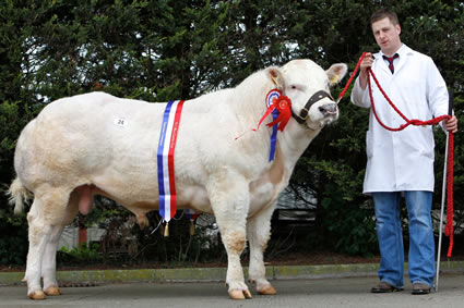 Richard Mowbray, Newtownstewart owned Droit Fabulous ET the overall Supreme Champion