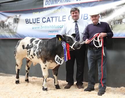 Heifer Class for 4-6 months winner, Magheradroll Icicle with Claire Young, Ballynahinch and Judge Alan Cleland.