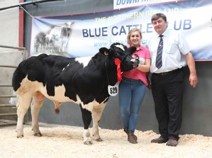 Bull Class for 7-9 months winner, Springhill Harp with Emily Martin, Newtownards and Judge Alan Cleland.