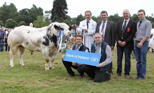 British Blue Young Bull Reserve Champion, Springhill Hammer, owner James Martin, ISA President Jim Harrison, Judge Ivan Gordon, Sam Martin with William Thompson & Declan Maginn from Bank of Ireland