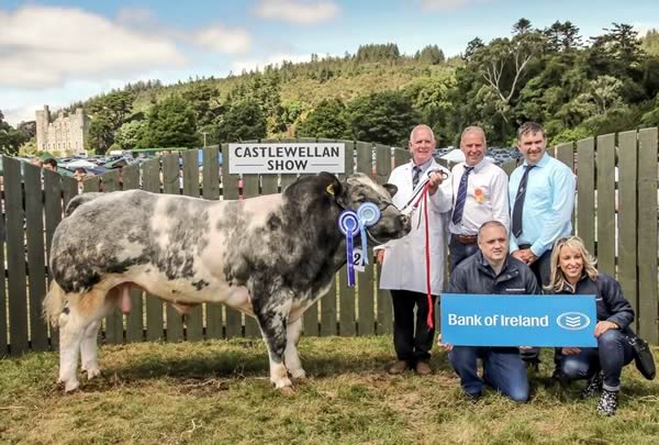 Bank of Ireland British Blue Young Bull Reserve Champion Knockagh King with breeder Jim Ervine, judge John Killen, ISA Jim Harrison and Bank of Ireland representatives Damien McLaughlin and Paula White.